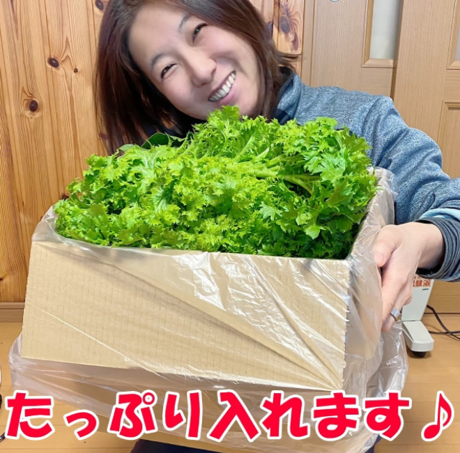 【何回でも！】おためし野菜セットSサイズ 【送料込】